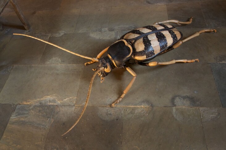 Heligan golden-haired long horn beetle