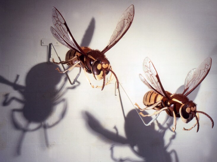 Wasps