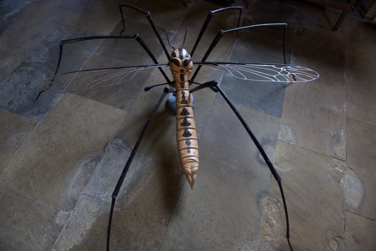 Cranefly