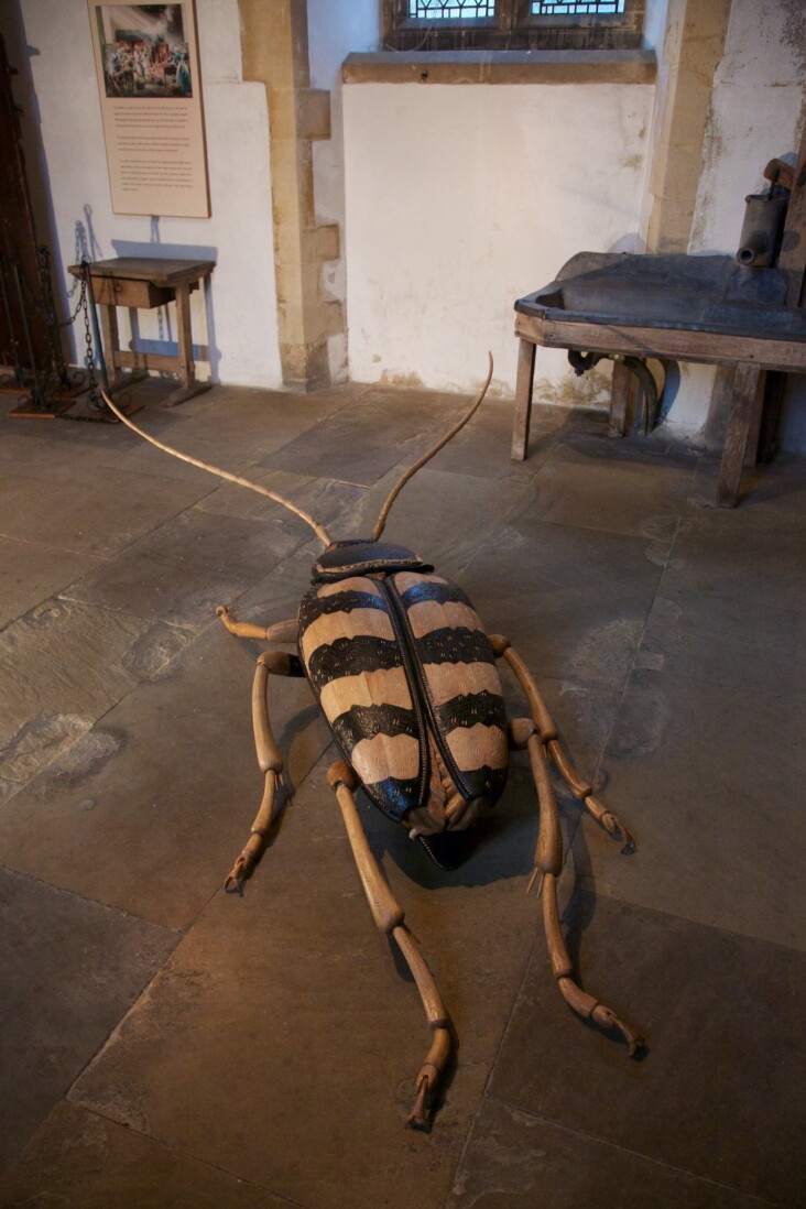 Heligan golden-haired long horn beetle